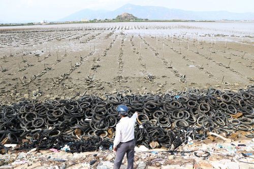 Nuôi hàu bằng lốp xe ở Đầm Nại (Ninh Thuận): Thiệt đơn, thiệt kép