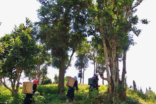 Cơ hội cho những doanh nghiệp 'nói thật làm thật' ngay trên 'vùng nguyên liệu'