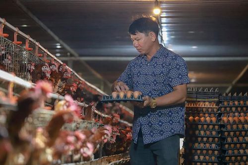 Bí mật 'cỗ máy nhả vàng' giúp lão nông thu 12 tỷ/năm