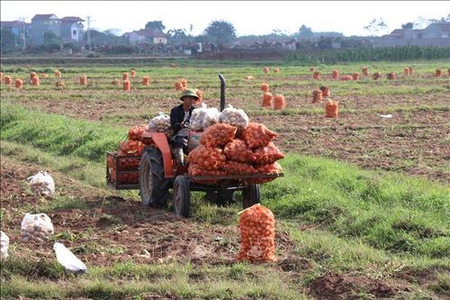 Chuyển dịch cây trồng giá trị cao trong vụ đông