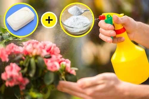 5 mẹo nhỏ với Baking Soda, bạn có thể sử dụng để chăm sóc khu vườn của mình