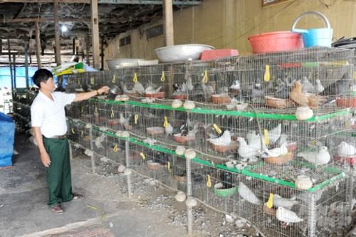 An Giang: Lãi gần nửa tỷ đồng/năm nhờ nuôi bồ câu