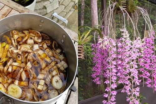 Mẹo tưới cây bằng dung dịch chuối cực đơn giản, trồng cây nào cũng tốt um, ra hoa trĩu cành
