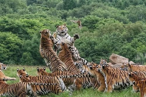 Phì cười với màn 'đuổi chim, bắt bướm' của đàn hổ Siberia