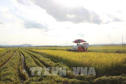 Vinaseed sở hữu 4/10 giống lúa phổ biến nhất tại Việt Nam