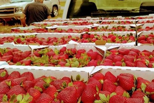 Mỹ thúc đẩy đàm phán với Mexico về hàng nhập khẩu dễ hư hỏng