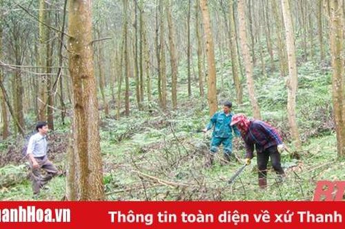 Huyện Như Thanh trồng mới hơn 1.350 ha rừng gỗ lớn