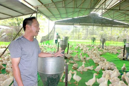 Giá heo, gia cầm đồng loạt ''hạ nhiệt''