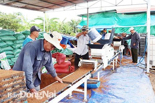 Áp dụng cơ giới hóa trong sản xuất lúa