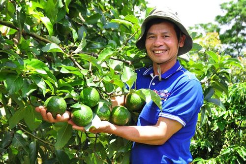 Thu hoạch quanh năm từ vườn xen canh