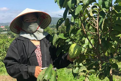 Na 'khổng lồ' trên đất đồi Đông Thanh