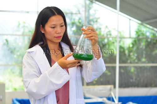 Nuôi thành công tảo xoắn ở Lâm Đồng