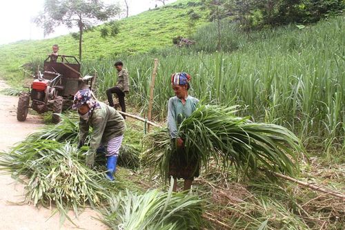 Hiệu quả từ chính sách đối với vùng đồng bào dân tộc thiểu số