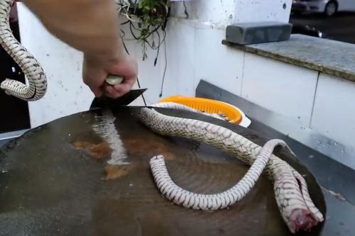 Đầu bếp Trung Quốc xẻ thịt rắn ngay trên phố