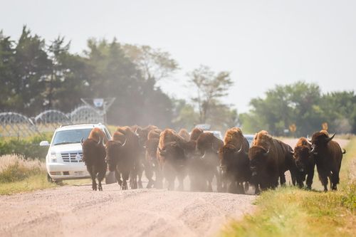 Dân Nebraska khốn đốn vì 125 con bò rừng bison
