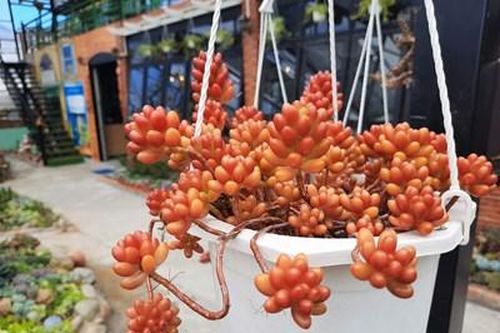 Sắc hoa trong dáng lá