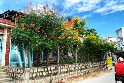 Những ngôi nhà hoa điệp