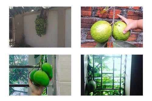 Cười ngất với loạt quả mọc kiểu... 'khôn nhà dại chợ'