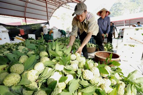 Lạng Sơn chủ động quảng bá cho sản phẩm đặc sản na 'Chi Lăng'