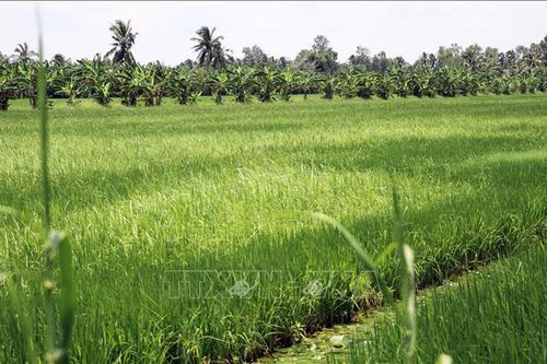 Làm rõ nguyên nhân khiến lúa chết bất thường tại Cà Mau