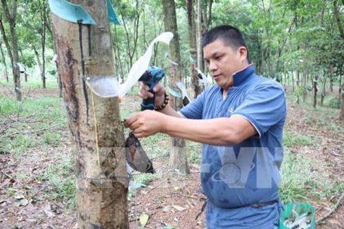 HOSE duy trì diện cảnh báo đối với 2 cổ phiếu HAG và LEC