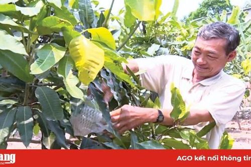 Nông dân sản xuất giỏi và tấm lòng ưa việc thiện