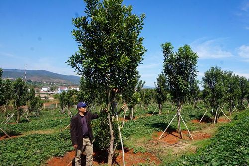 Trồng mắc ca - hiệu quả ban đầu, khó khăn còn nhiều