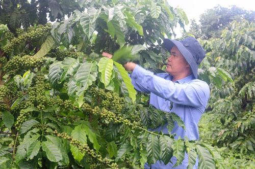 Thủ lĩnh làm kinh tế giỏi ở vùng khó