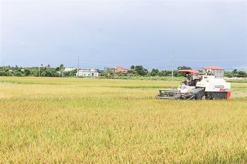 Hướng đến những vụ mùa 'Già đồng hơn xanh trong nhà'