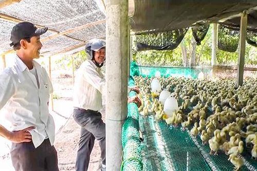Lợi nhuận cao từ nuôi vịt bằng công nghệ mới