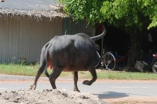 Bắn hạ con trâu 'điên' húc nhiều người trọng thương