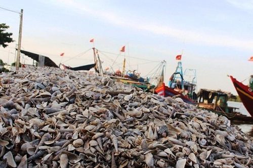 Vỏ ốc chất đống tại cảng Lạch Vạn làm cản trở dòng chảy
