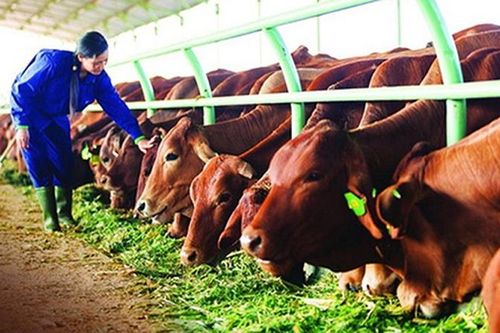 Sản phẩm là giống vật nuôi có chịu thuế GTGT?