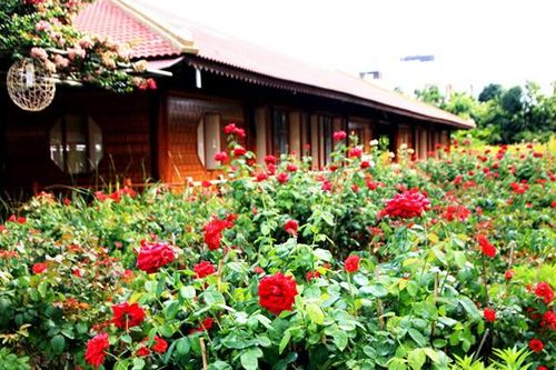 Vườn hoa hồng trong lòng phố