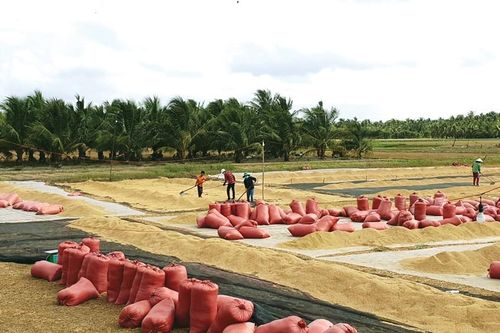 Kỳ vọng vụ lúa thu đông