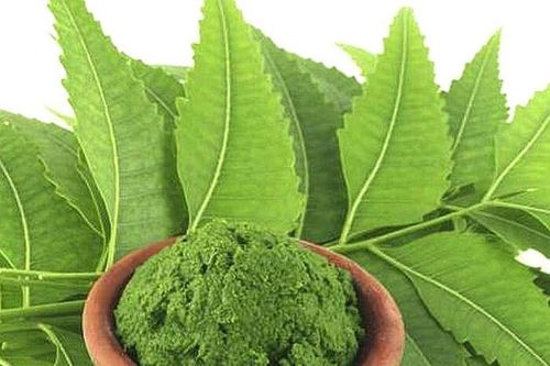 Những loại lá cây giúp trị gàu nhanh chóng và hiệu quả