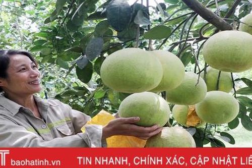 Bưởi Thượng Lộc được mùa, nông dân 'hái' khoảng 10 tỷ đồng