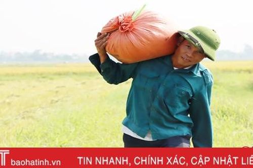 Cẩm Xuyên giành 'quán quân' năng suất lúa hè thu ở Hà Tĩnh