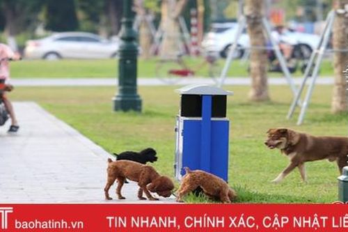 Chó không rọ mõm, phóng uế khi ra quảng trường ở TP Hà Tĩnh