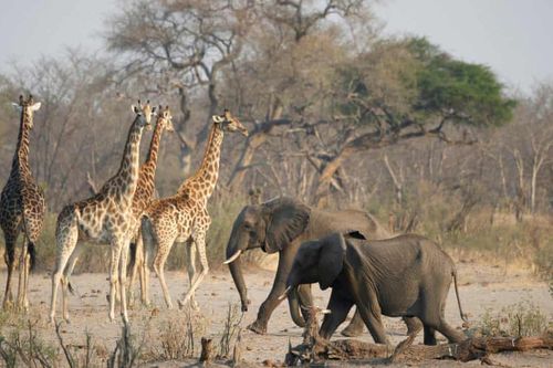 Hoạt động của công ty mỏ Trung Quốc đe dọa động vật quý hiếm tại Zimbabwe