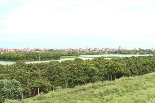 Hà Nội: Lão nông thu 6 tỷ đồng/năm nhờ nuôi cá và trồng nhãn chín muộn