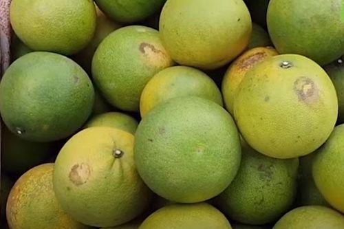Hà Tĩnh: Thu hàng trăm triệu đồng/năm nhờ trồng bưởi Phúc Trạch