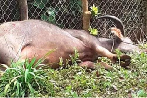 Bắn hạ trâu điên đi lang thang húc nhiều người bị thương