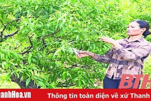 Người phụ nữ làm kinh tế giỏi