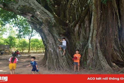 Dấu ấn cây da trăm tuổi