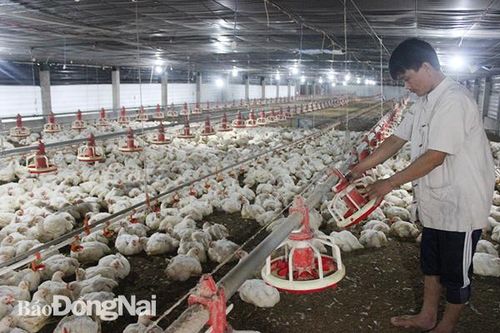 Các loại gia cầm tiếp tục giảm giá sâu