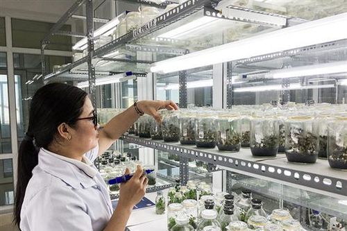 Triển khai đề tài trồng lan kim tuyến ở Hướng Hóa