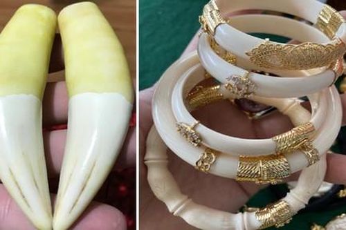 Kỳ 2: Tự chuốc họa vì ham đồ rừng