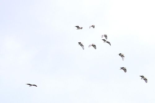Người đàn ông bỏ 2 ha vườn nhãn làm nơi trú ngụ cho đàn vạc