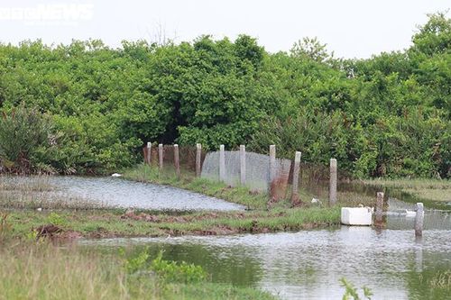 Doanh nghiệp tự ý 'phát canh thu tô' gần 400ha đất bãi bồi ven biển ở Hải Phòng